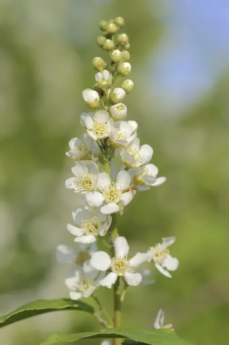Gerahmter Druck : Gemeine Weichsel (Prunus padus) Gerahmter Druck : Gemeine Weichsel (Prunus padus)