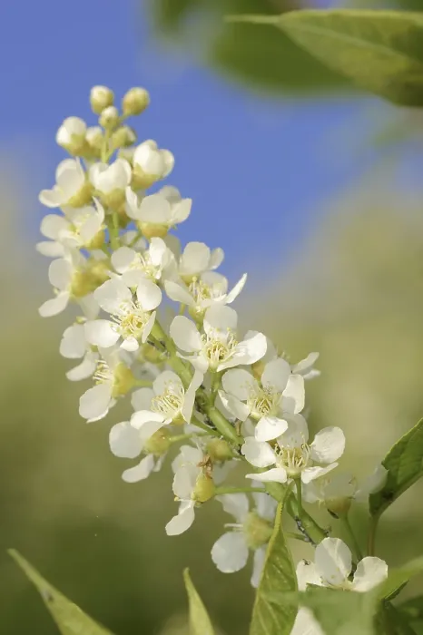 Gerahmter Druck : Gemeine Weichsel (Prunus padus) Gerahmter Druck : Gemeine Weichsel (Prunus padus)