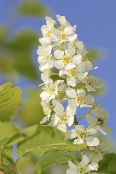 Gerahmter Druck : Gemeine Weichsel (Prunus padus) Gerahmter Druck : Gemeine Weichsel (Prunus padus)