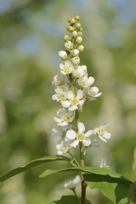 Gerahmter Druck : Gemeine Weichsel (Prunus padus) Gerahmter Druck : Gemeine Weichsel (Prunus padus)