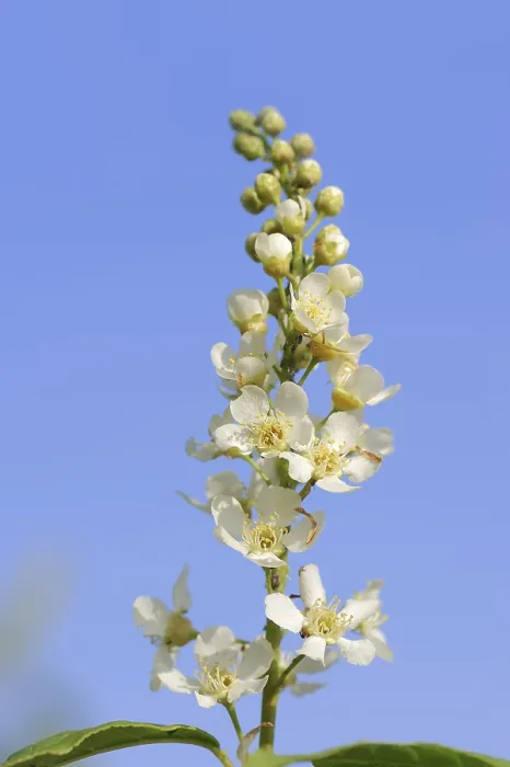 Gerahmter Druck : Gemeine Weichsel (Prunus padus) Gerahmter Druck : Gemeine Weichsel (Prunus padus)