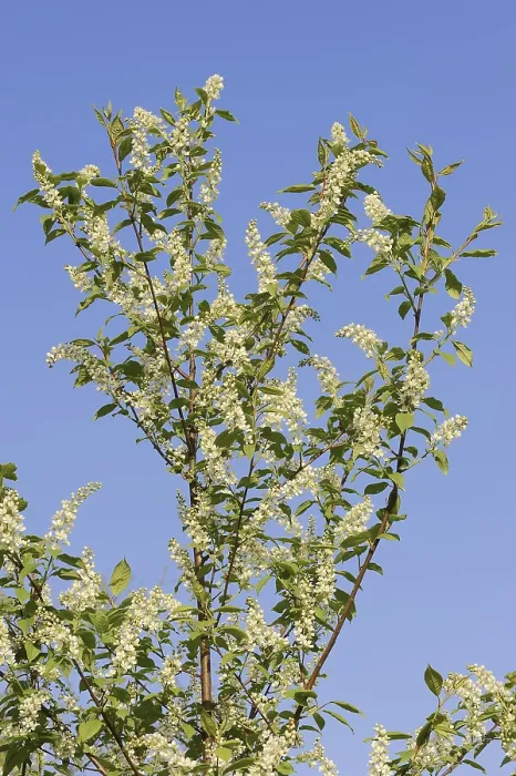 Gerahmter Druck : Weinlaubbaum (Prunus padus) in Blüte, Nordrhein-Westfalen, Deutschland Gerahmter Druck : Weinlaubbaum (Prunus padus) in Blüte, Nordrhein-Westfalen, Deutschland