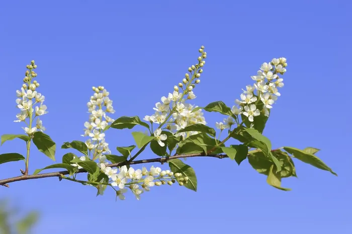 Gerahmter Druck : Weinige Weichselweide (Prunus padus) in Blüte Gerahmter Druck : Weinige Weichselweide (Prunus padus) in Blüte