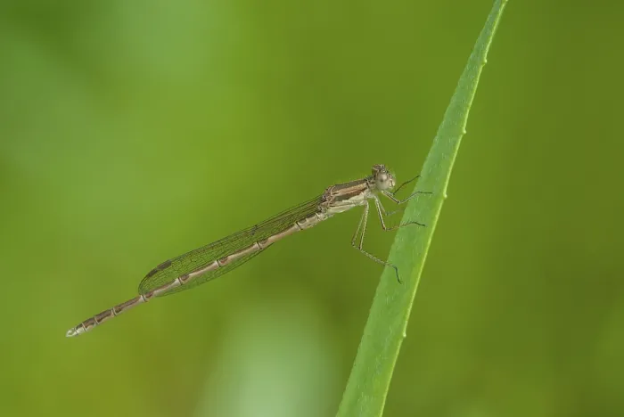 Gerahmter Druck : Gemeiner Winterlibellenart, Sympecma fusca Gerahmter Druck : Gemeiner Winterlibellenart, Sympecma fusca