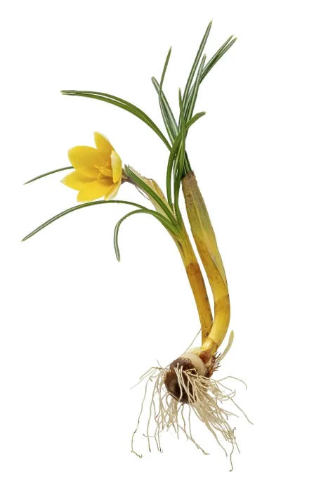 Gerahmter Druck : Vollständiger gelber Narziss mit Blüte. Gerahmter Druck : Vollständiger gelber Narziss mit Blüte.