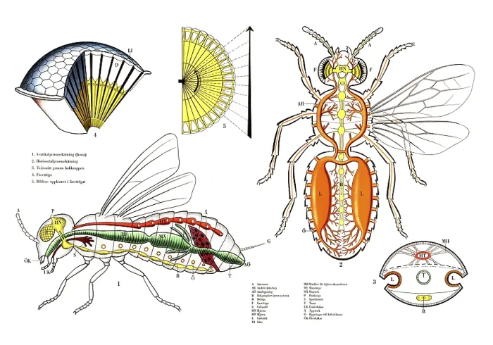 Gerahmter Druck : Komplexe Anatomie und Physiologie einer Fliege. Gerahmter Druck : Komplexe Anatomie und Physiologie einer Fliege.