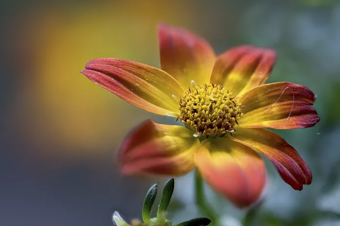 Gerahmter Druck : Kompositen der Gattung Bidens. Gerahmter Druck : Kompositen der Gattung Bidens.