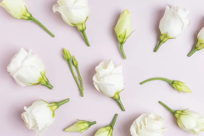 Gerahmter Druck : Komposition mit schönen Eustoma-Blumen auf rosa Hintergrund. Gerahmter Druck : Komposition mit schönen Eustoma-Blumen auf rosa Hintergrund.
