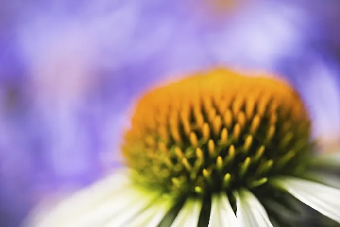 Gerahmter Druck : Echinacea (Coneflower) abstrakte künstlerische Nahansicht der Blütenhülle Gerahmter Druck : Echinacea (Coneflower) abstrakte künstlerische Nahansicht der Blütenhülle