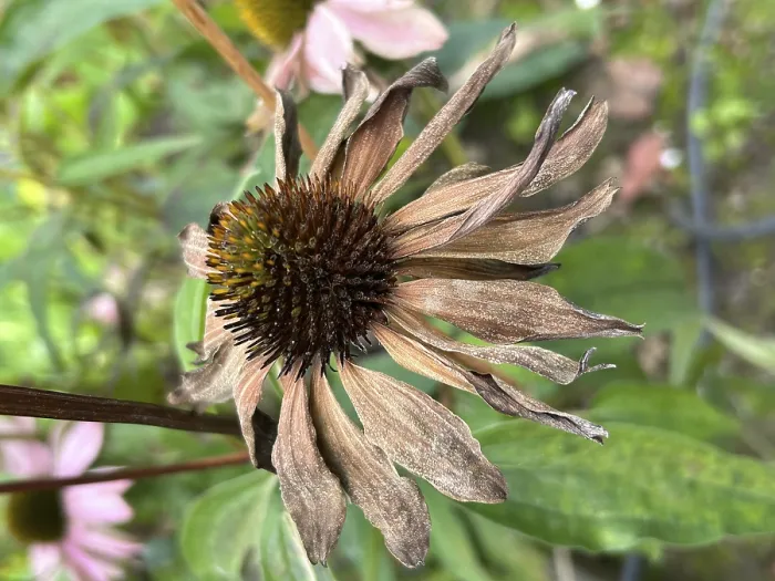 Gerahmter Druck : Echinacea (Echinacea), welk. Gerahmter Druck : Echinacea (Echinacea), welk.