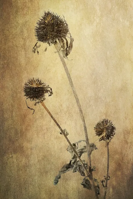Gerahmter Druck : Echinacea (Echinacea), welk. Gerahmter Druck : Echinacea (Echinacea), welk.