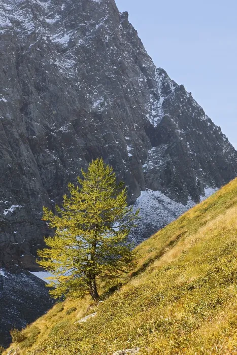 Gerahmter Druck : Nadelbaum, Tanne, Hügel, Berge Gerahmter Druck : Nadelbaum, Tanne, Hügel, Berge