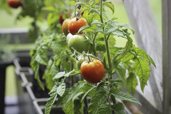 Gerahmter Druck : Beetgarten im Container Gerahmter Druck : Beetgarten im Container