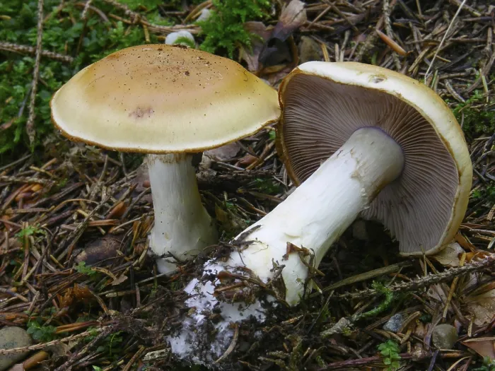 Gerahmter Druck : Gegensätzliche Webkopf (Cortinarius varius) Gerahmter Druck : Gegensätzliche Webkopf (Cortinarius varius)