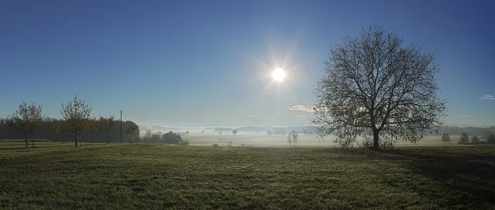 Gerahmter Druck : Kühle Morgenstimmung mit Baum. Gerahmter Druck : Kühle Morgenstimmung mit Baum.