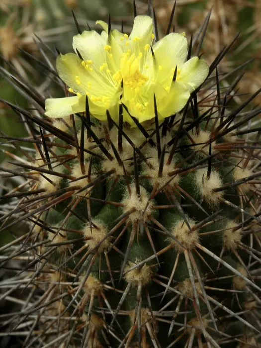 Gerahmter Druck : Copiapoa carrizalensis Gerahmter Druck : Copiapoa carrizalensis