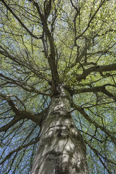 Gerahmter Druck : Ein Kupferbeechen (Fagus sylvatica) mit frischem. Gerahmter Druck : Ein Kupferbeechen (Fagus sylvatica) mit frischem.