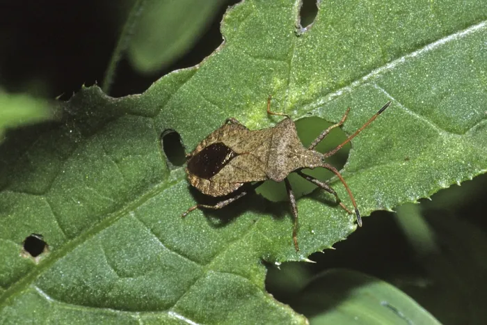 Gerahmter Druck : Coreus marginatus, Fransenwanze Gerahmter Druck : Coreus marginatus, Fransenwanze