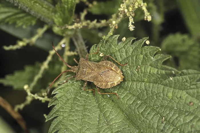 Gerahmter Druck : Coreus marginatus Gerahmter Druck : Coreus marginatus