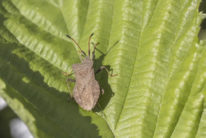 Gerahmter Druck : Coreus marginatus, Syn. Cimex marginatus Gerahmter Druck : Coreus marginatus, Syn. Cimex marginatus