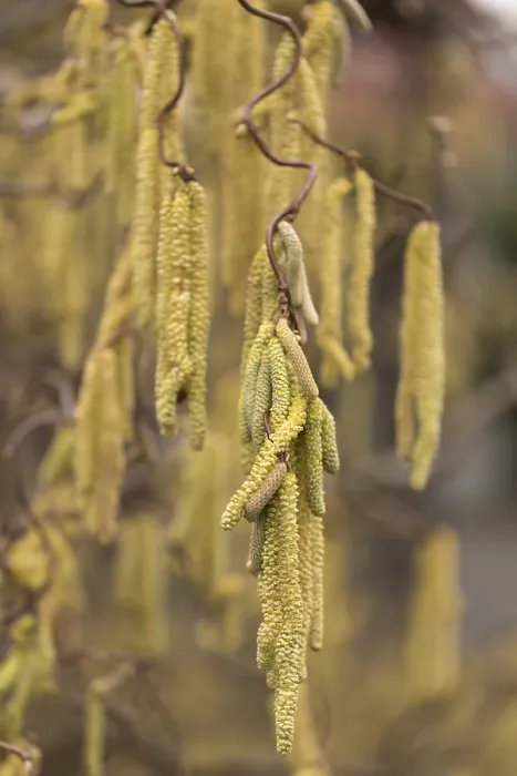 Gerahmter Druck : Korkenzieher-Hazeln (Corylus avellana) Gerahmter Druck : Korkenzieher-Hazeln (Corylus avellana)