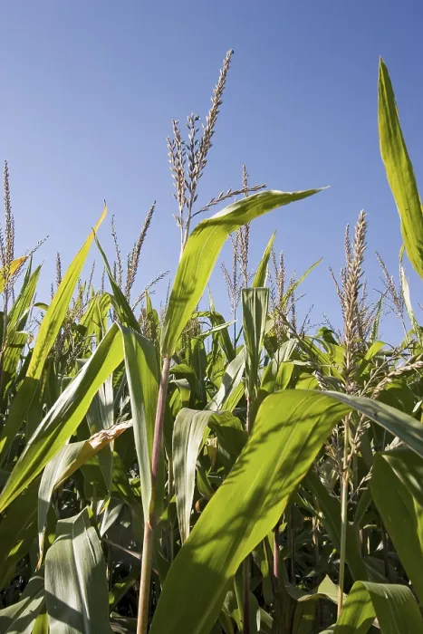 Gerahmter Druck : Corn