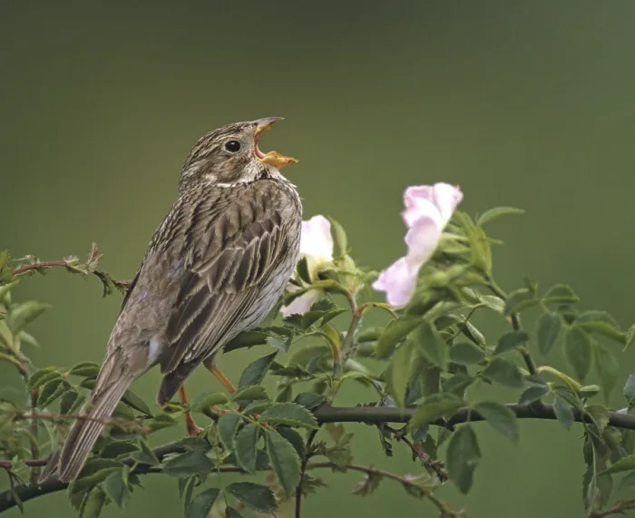 Gerahmter Druck : Sperbergrasshüpfen, Emberiza Calandra Gerahmter Druck : Sperbergrasshüpfen, Emberiza Calandra