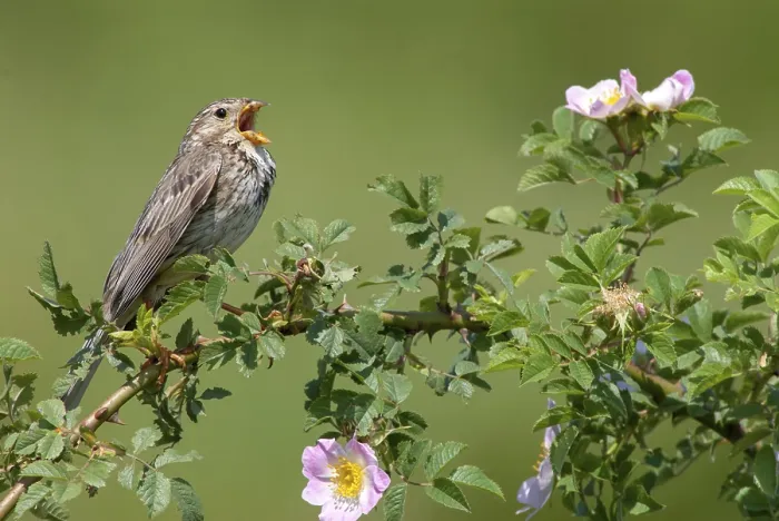 Gerahmter Druck : Maulwog, Emberiza Calandra Gerahmter Druck : Maulwog, Emberiza Calandra