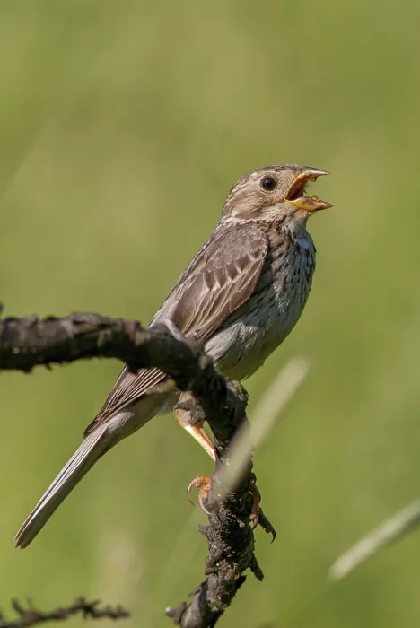 Gerahmter Druck : Hänfling, Emberiza Calandra Gerahmter Druck : Hänfling, Emberiza Calandra