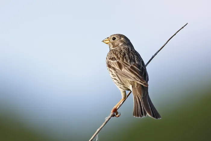Gerahmter Druck : Korngrasmücke (Emberiza calandra) (Syn) Gerahmter Druck : Korngrasmücke (Emberiza calandra) (Syn)