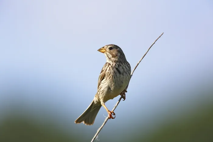 Gerahmter Druck : Kornweihe (Emberiza calandra) (Syn) Gerahmter Druck : Kornweihe (Emberiza calandra) (Syn)