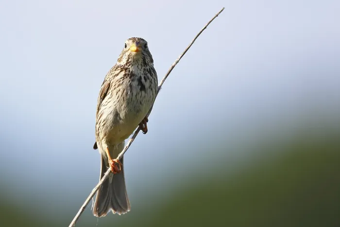 Gerahmter Druck : Kornweihe (Emberiza calandra) (Syn) Gerahmter Druck : Kornweihe (Emberiza calandra) (Syn)