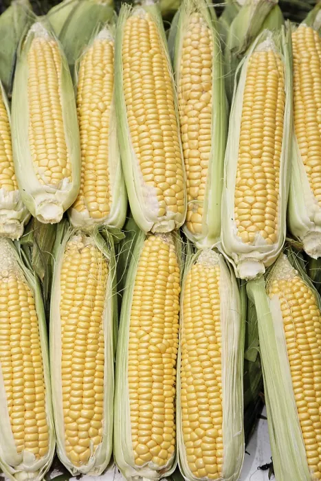 Gerahmter Druck : Maiskolben (Zea mays) Gerahmter Druck : Maiskolben (Zea mays)