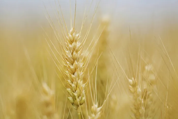 Gerahmter Druck : Maisfeld mit Gerste Gerahmter Druck : Maisfeld mit Gerste