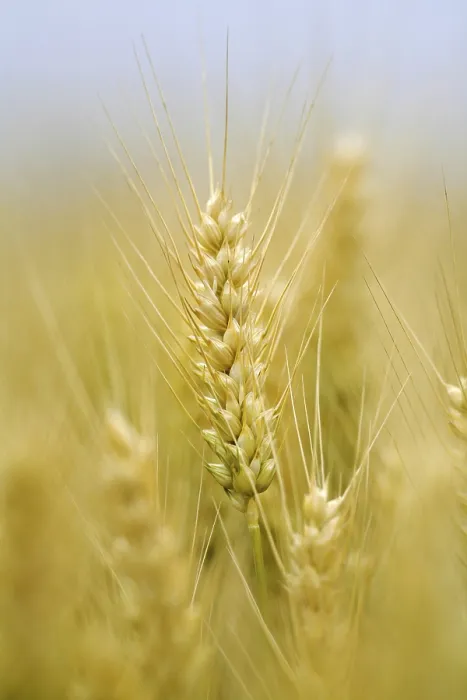 Gerahmter Druck : Maisfeld mit Gerste