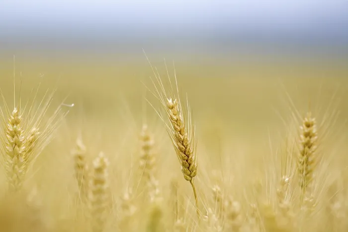 Gerahmter Druck : Maisfeld mit Gerste. Gerahmter Druck : Maisfeld mit Gerste.