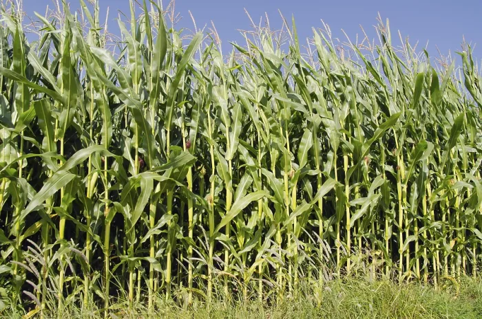 Gerahmter Druck : Maisfeld im Hallertauer Gebiet Gerahmter Druck : Maisfeld im Hallertauer Gebiet