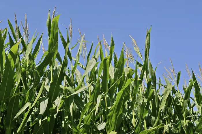 Gerahmter Druck : Getreidefeld im späten Sommer. Gerahmter Druck : Getreidefeld im späten Sommer.