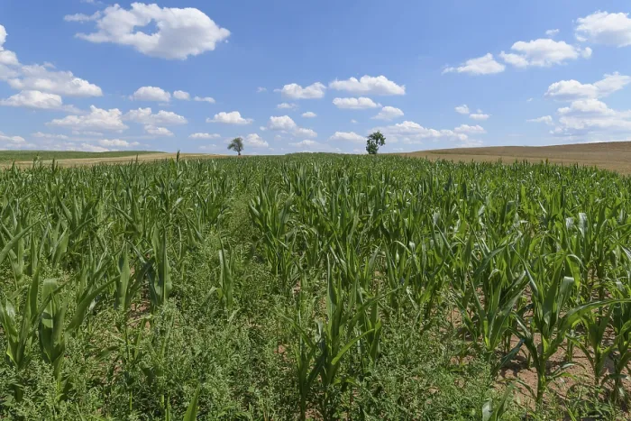 Gerahmter Druck : Getreidefeld im Sommer, Grabfeld. Gerahmter Druck : Getreidefeld im Sommer, Grabfeld.