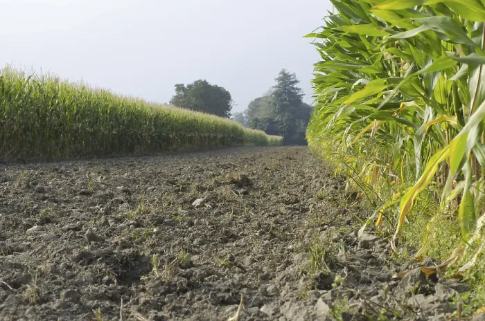 Gerahmter Druck : Maisfeld mit Sonnenlicht in der Schweiz. Gerahmter Druck : Maisfeld mit Sonnenlicht in der Schweiz.