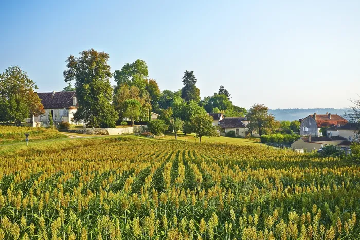 Gerahmter Druck : Ein Maisfeld vor einem Dorf.