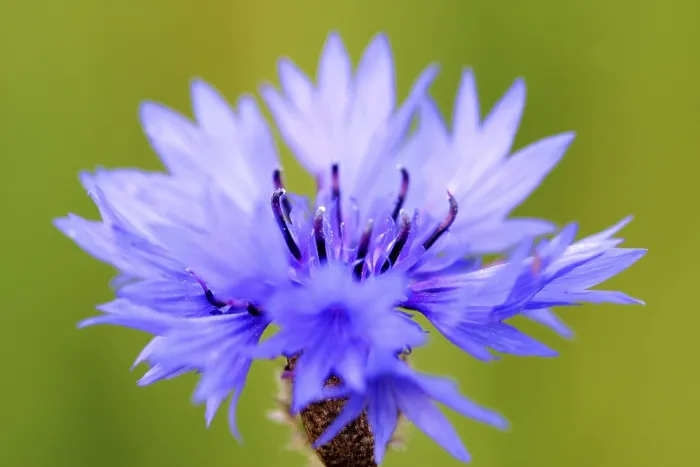 Gerahmter Druck : Kornblume Gerahmter Druck : Kornblume