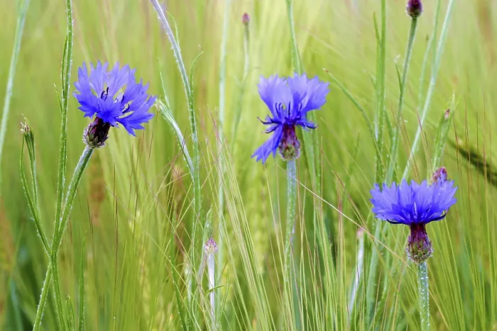 Gerahmter Druck : Kornblumen in einem Getreidefeld. Gerahmter Druck : Kornblumen in einem Getreidefeld.