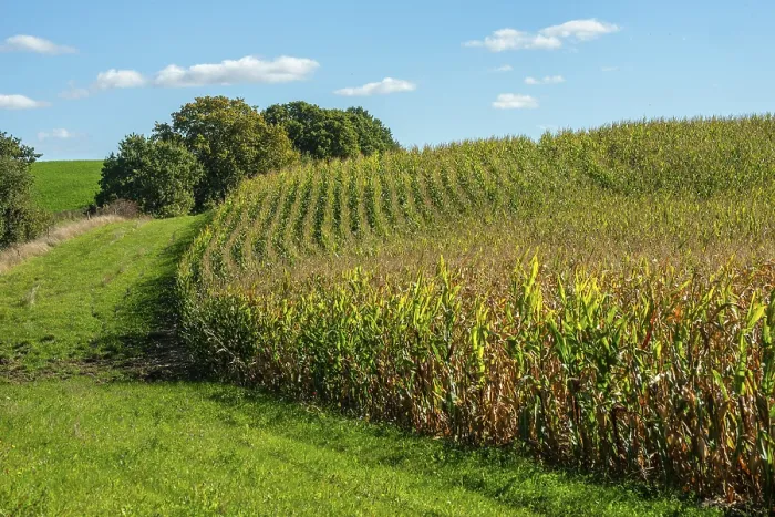 Gerahmter Druck : Mais (Zea mays) in einem Feld. Gerahmter Druck : Mais (Zea mays) in einem Feld.