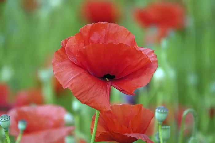 Gerahmter Druck : Kornblume. Mohnpflanze Gerahmter Druck : Kornblume. Mohnpflanze