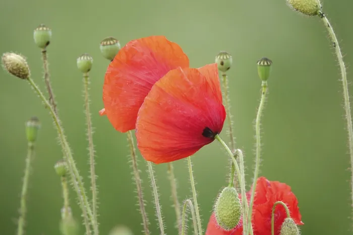 Gerahmter Druck : Kornblume. Mohnpflanze Gerahmter Druck : Kornblume. Mohnpflanze