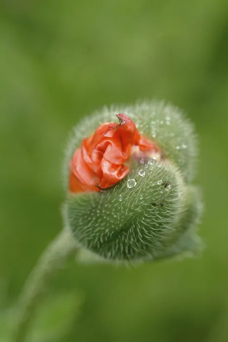 Gerahmter Druck : Mohnblume. Kornblume Gerahmter Druck : Mohnblume. Kornblume