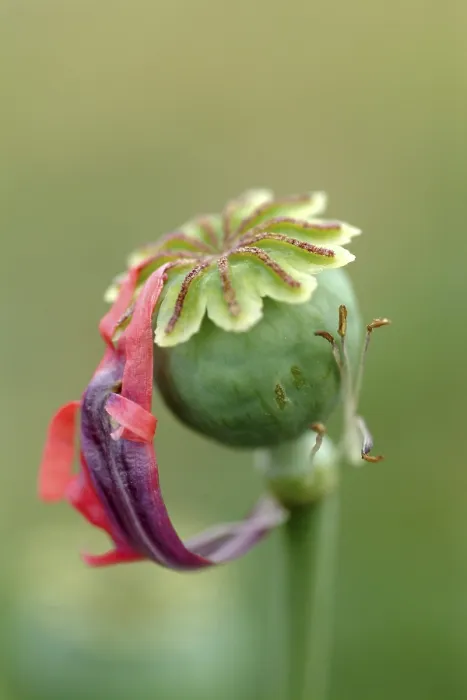 Gerahmter Druck : Kornblume. Mohnblume Gerahmter Druck : Kornblume. Mohnblume