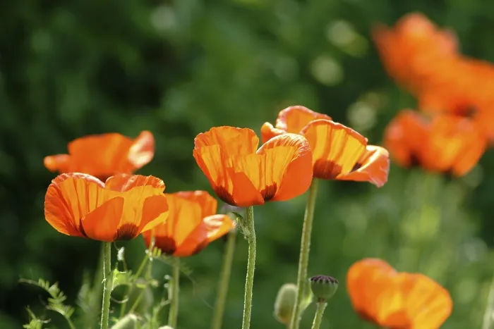 Gerahmter Druck : Kornblume Gerahmter Druck : Kornblume