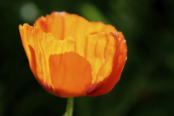 Gerahmter Druck : Kornblume. Mohnblume Gerahmter Druck : Kornblume. Mohnblume